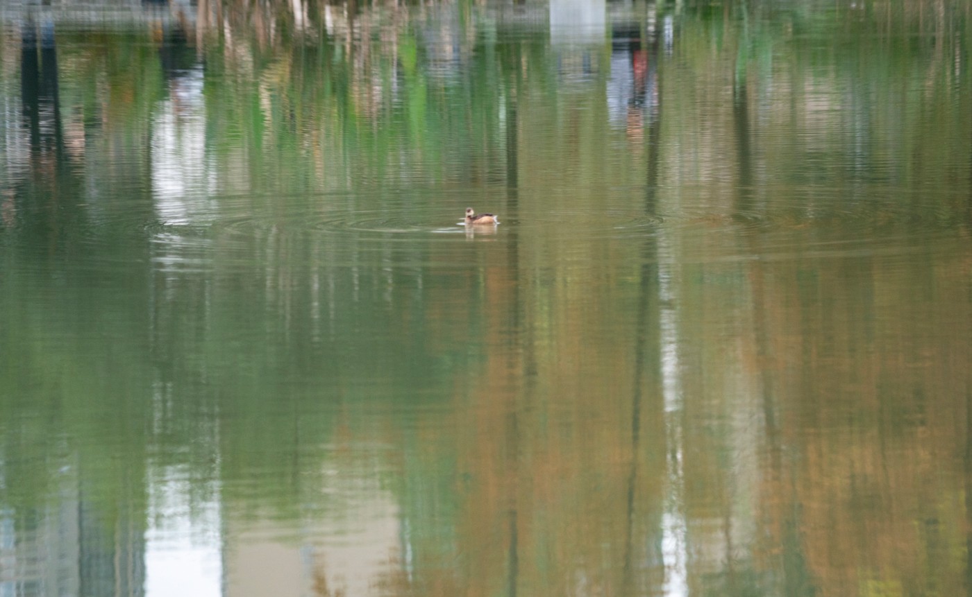 DSC01574 ����.jpg