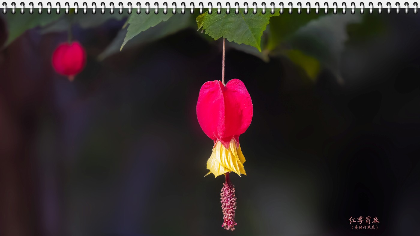 _B150673-ORF_DxO_DeepPRIMEXD .jpg