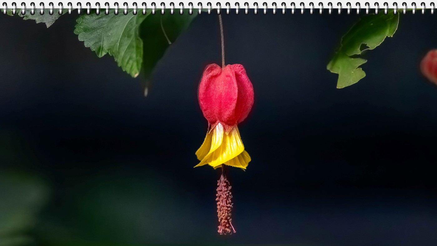 _B150680-ORF_DxO_DeepPRIMEXD .jpg