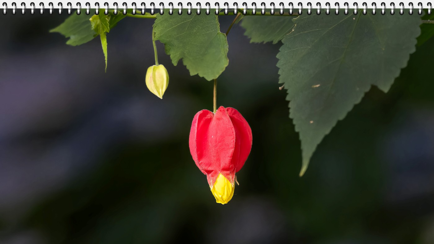 _B150694-ORF_DxO_DeepPRIMEXD .jpg