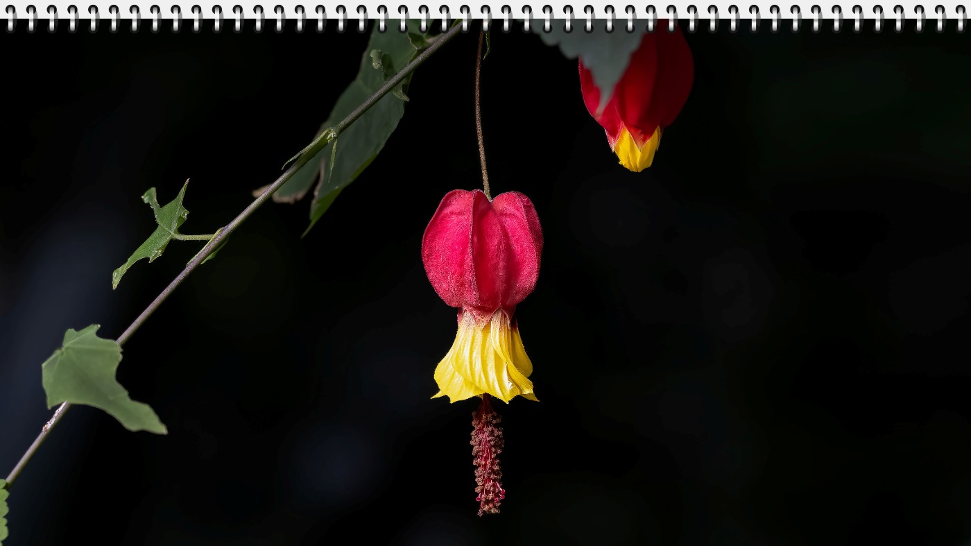 _B150688-ORF_DxO_DeepPRIMEXD .jpg