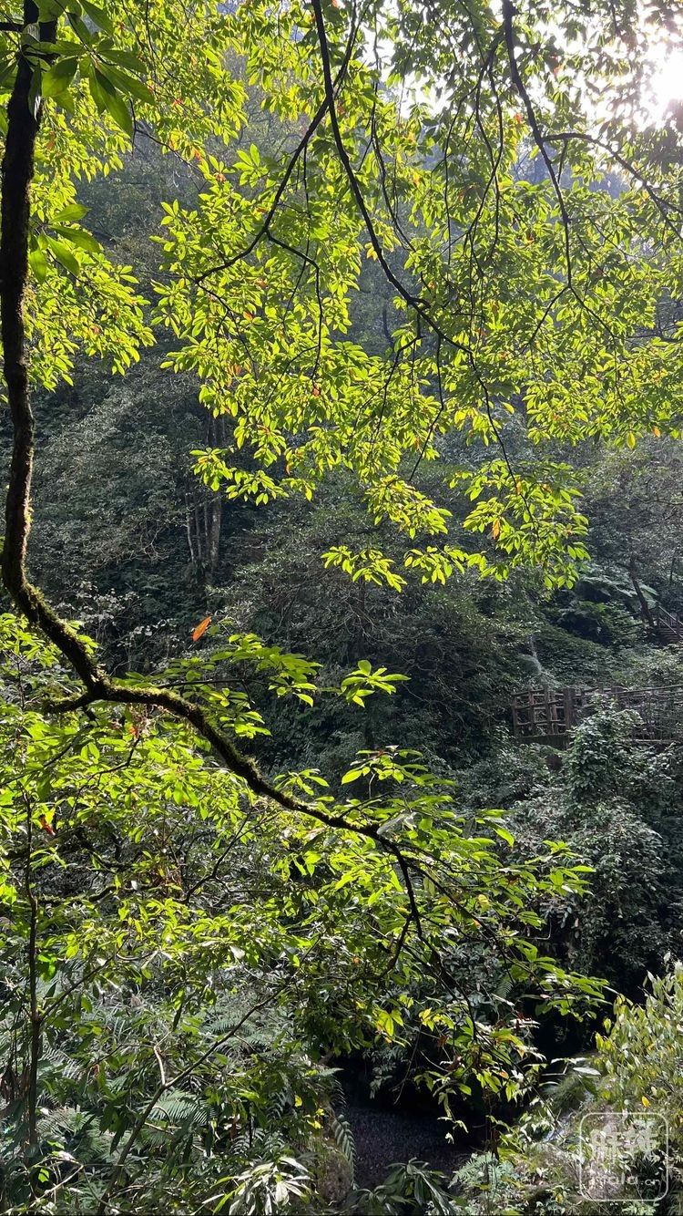 8509ffa12db946f7af585331eeba4ebb (1).jpeg