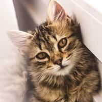 u=4218167473,1928654044&fm=3012&app=3012&autime=1756863805&size=b200,200