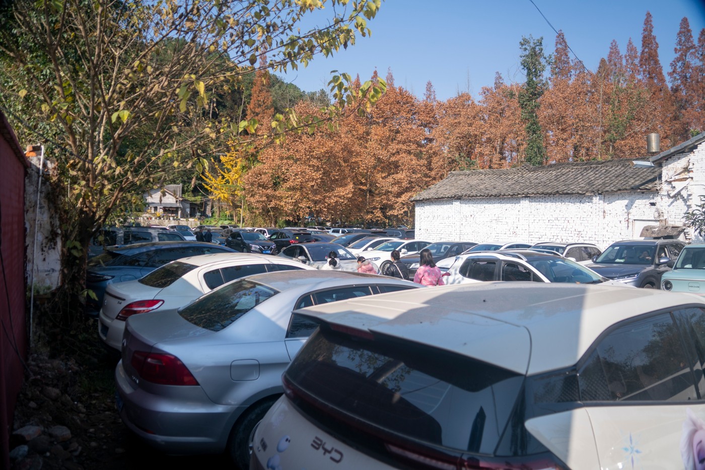 DSC08002 ����.jpg