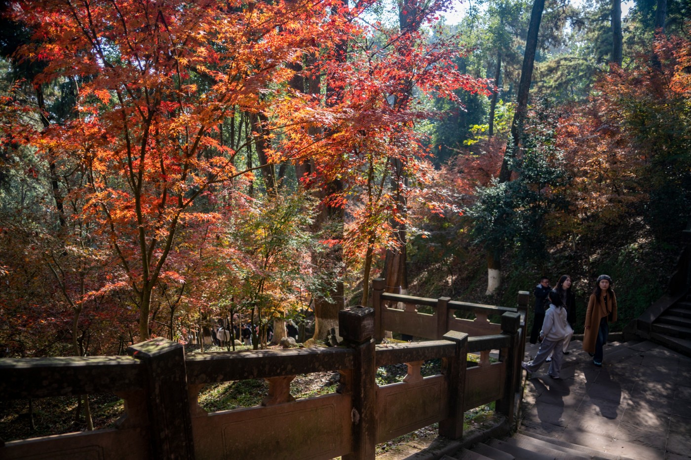 DSC08050 ����.jpg