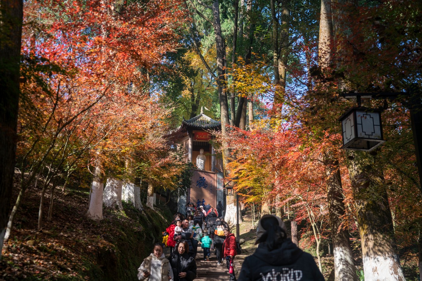 DSC08041 ����.jpg