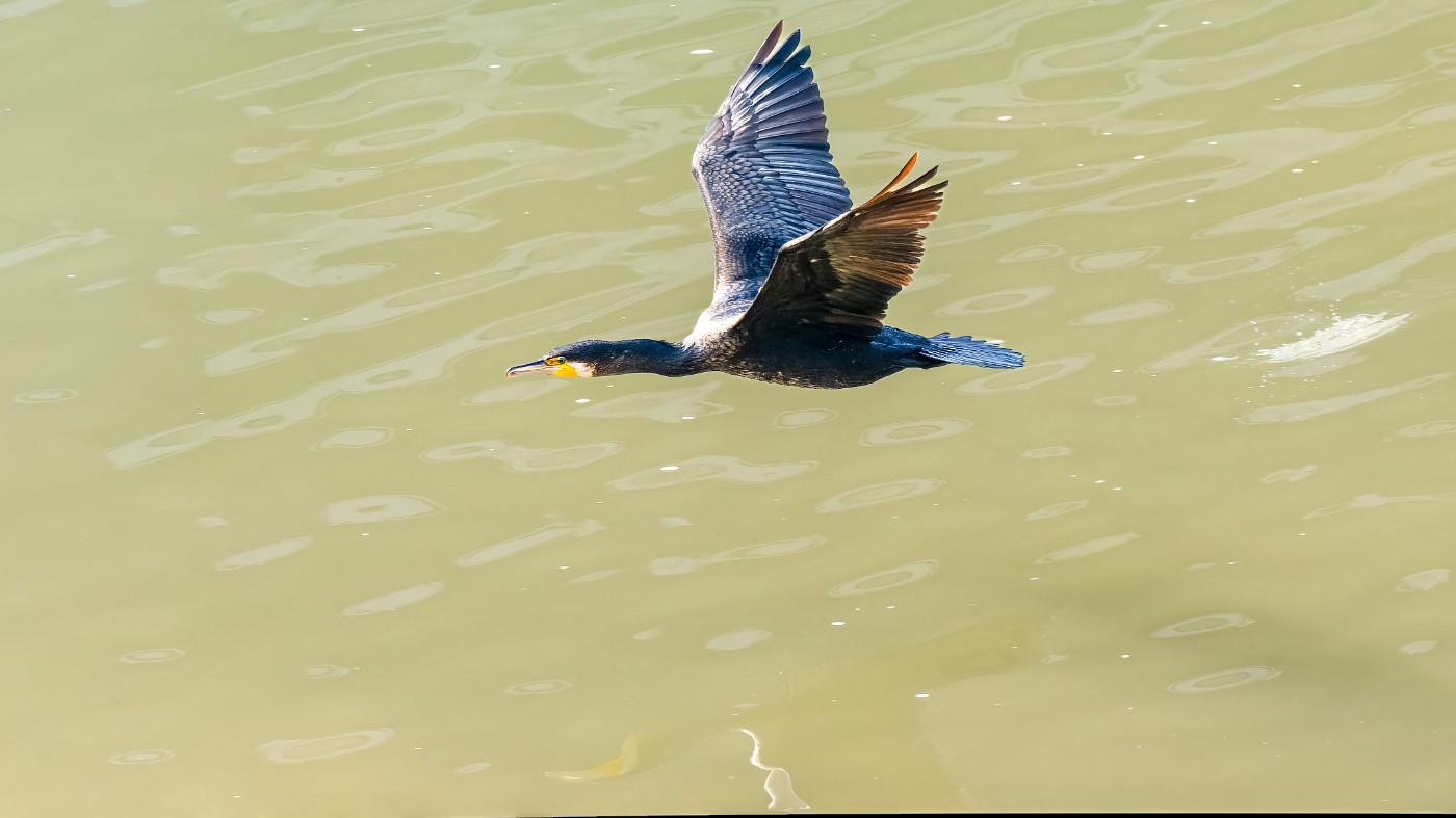 _C070165-ORF_DxO_DeepPRIMEXD .jpg