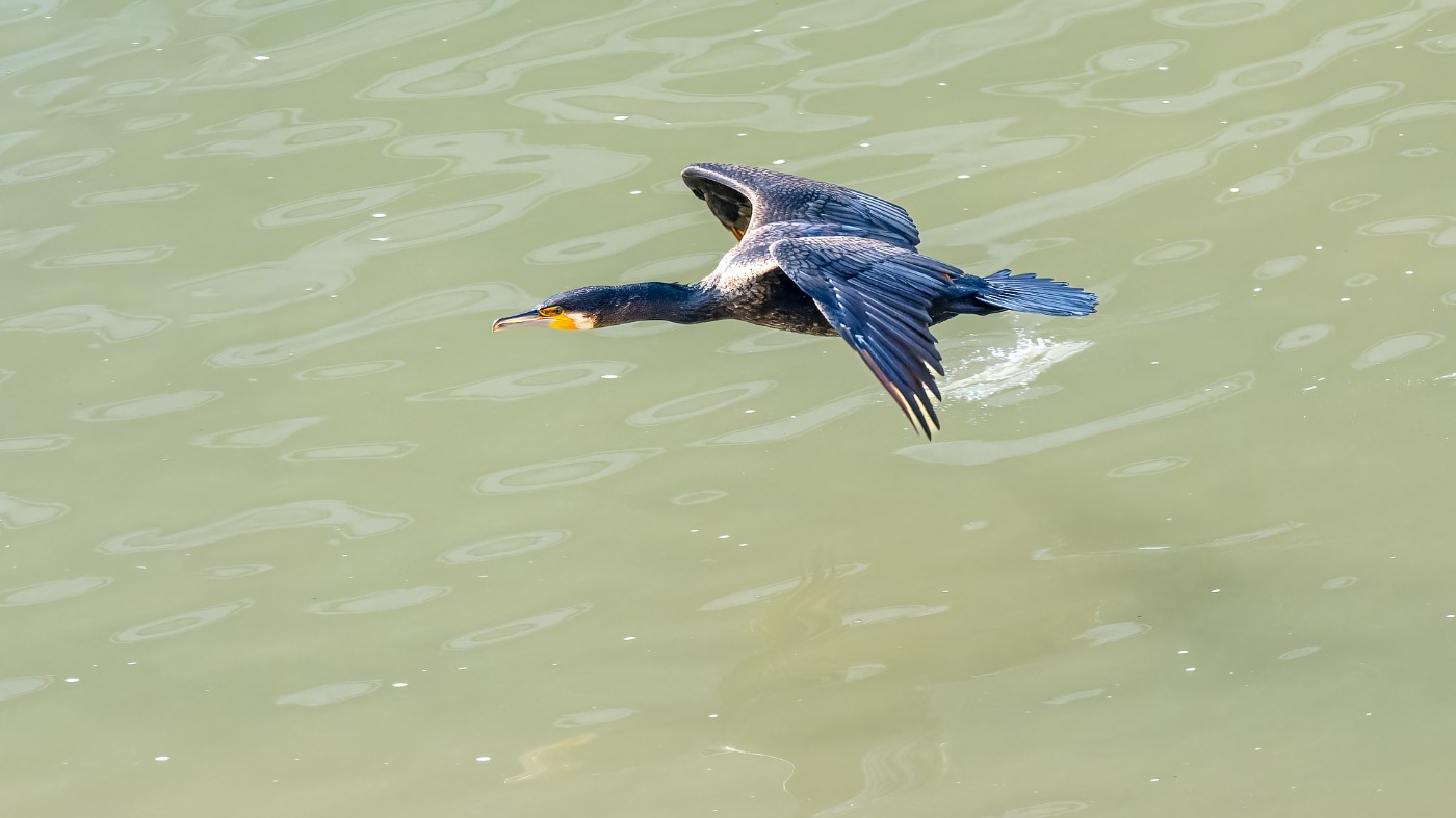 _C070164-ORF_DxO_DeepPRIMEXD .jpg