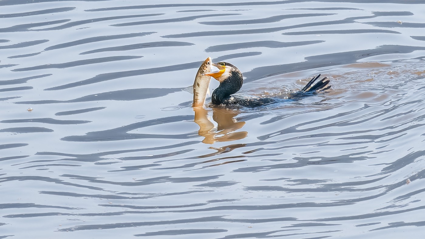 _C070223-ORF_DxO_DeepPRIMEXD .jpg