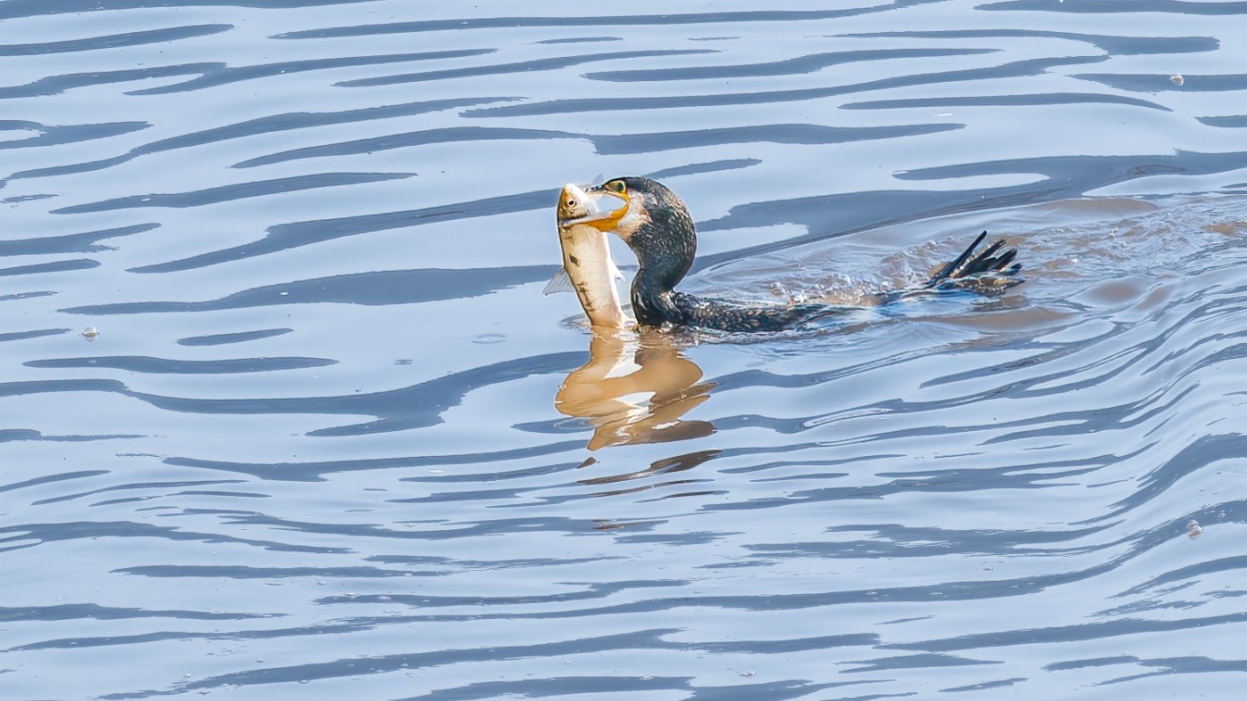 _C070222-ORF_DxO_DeepPRIMEXD .jpg