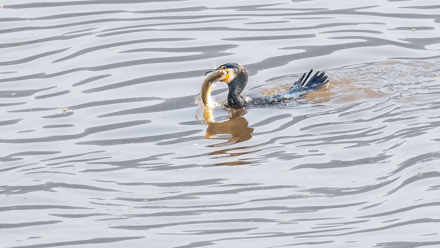 _C070227-ORF_DxO_DeepPRIMEXD .jpg