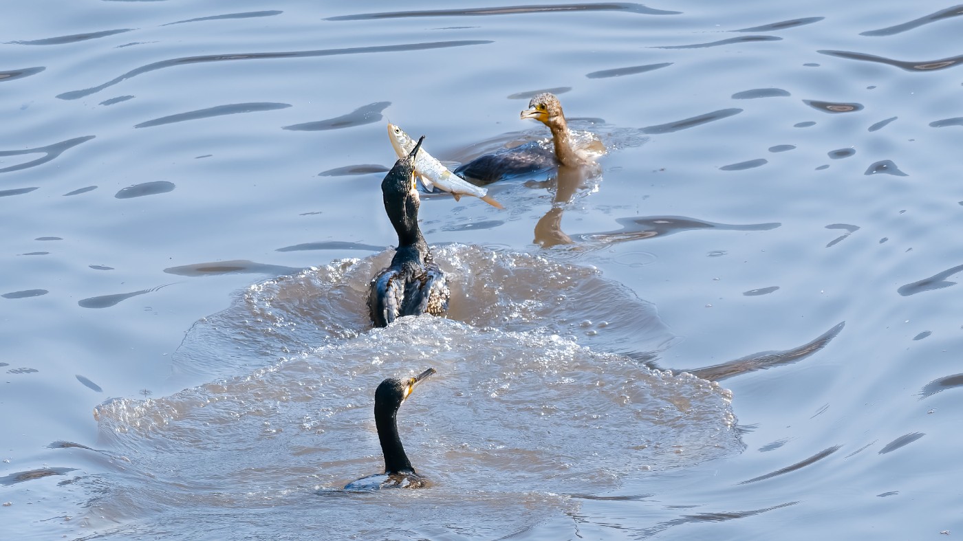 _C070454-ORF_DxO_DeepPRIMEXD ����.jpg