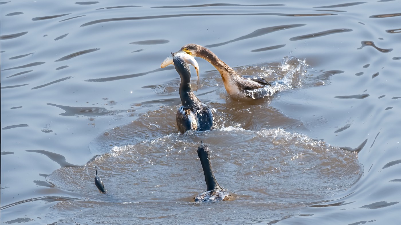 _C070460-ORF_DxO_DeepPRIMEXD ����.jpg