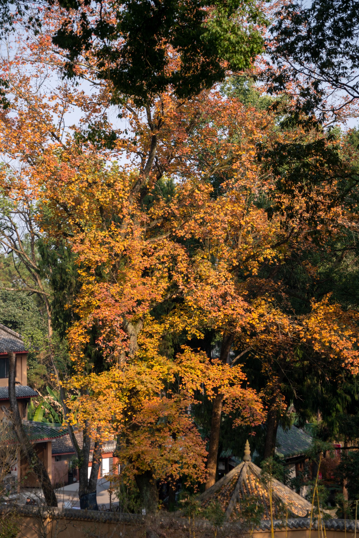 DSC08449 ����.jpg