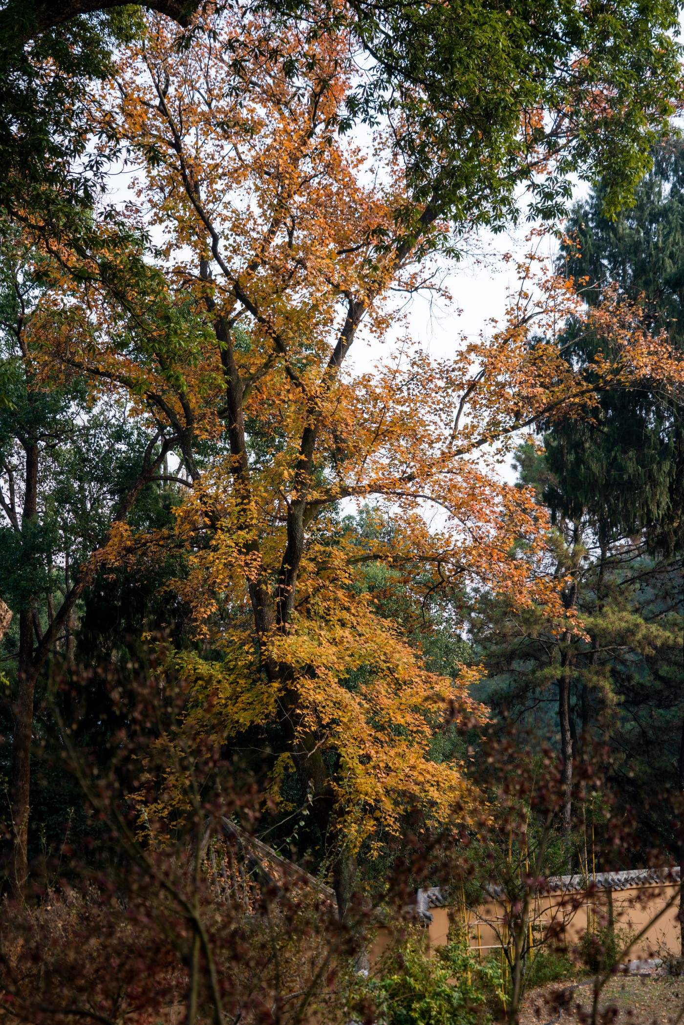 DSC08452 ����.jpg