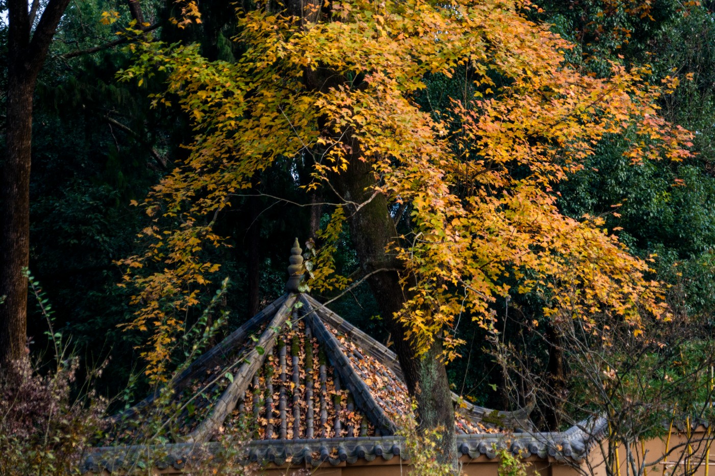 DSC08453 ����.jpg