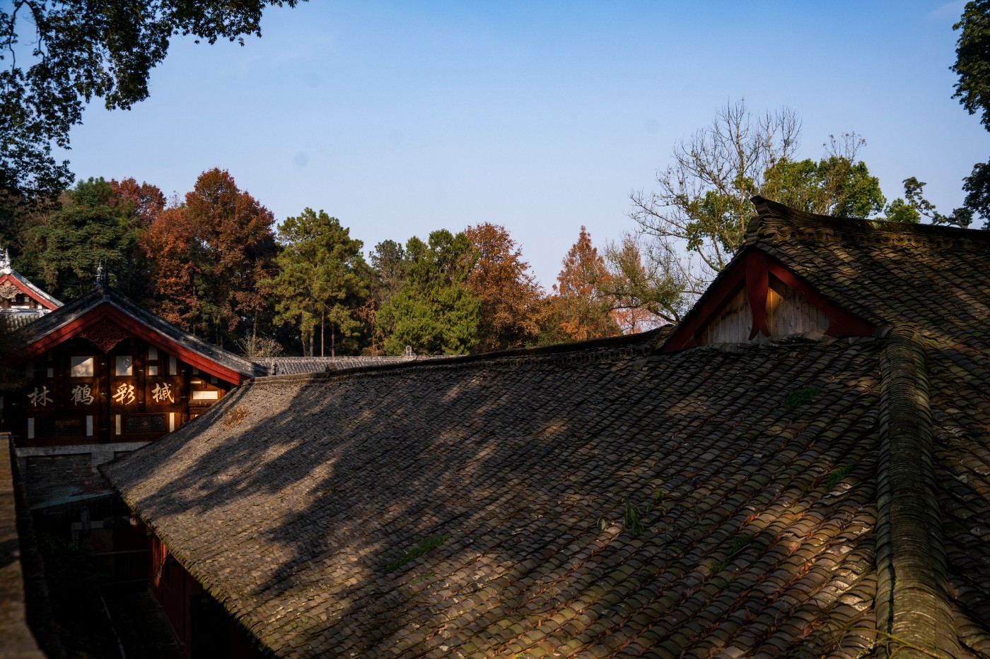 DSC08451 ����.jpg