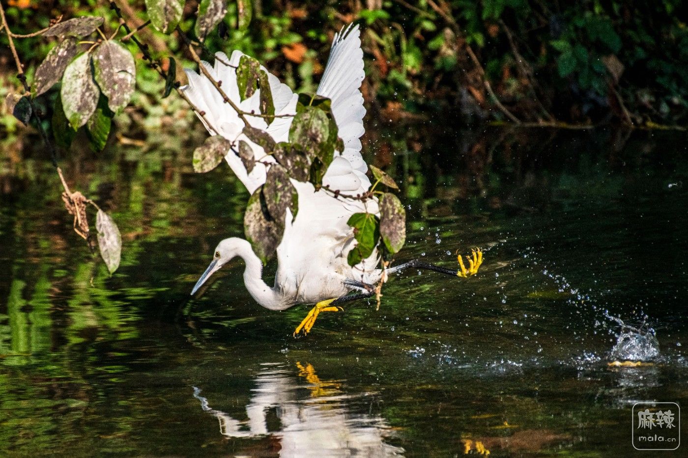 DSC_7684 ����.jpg