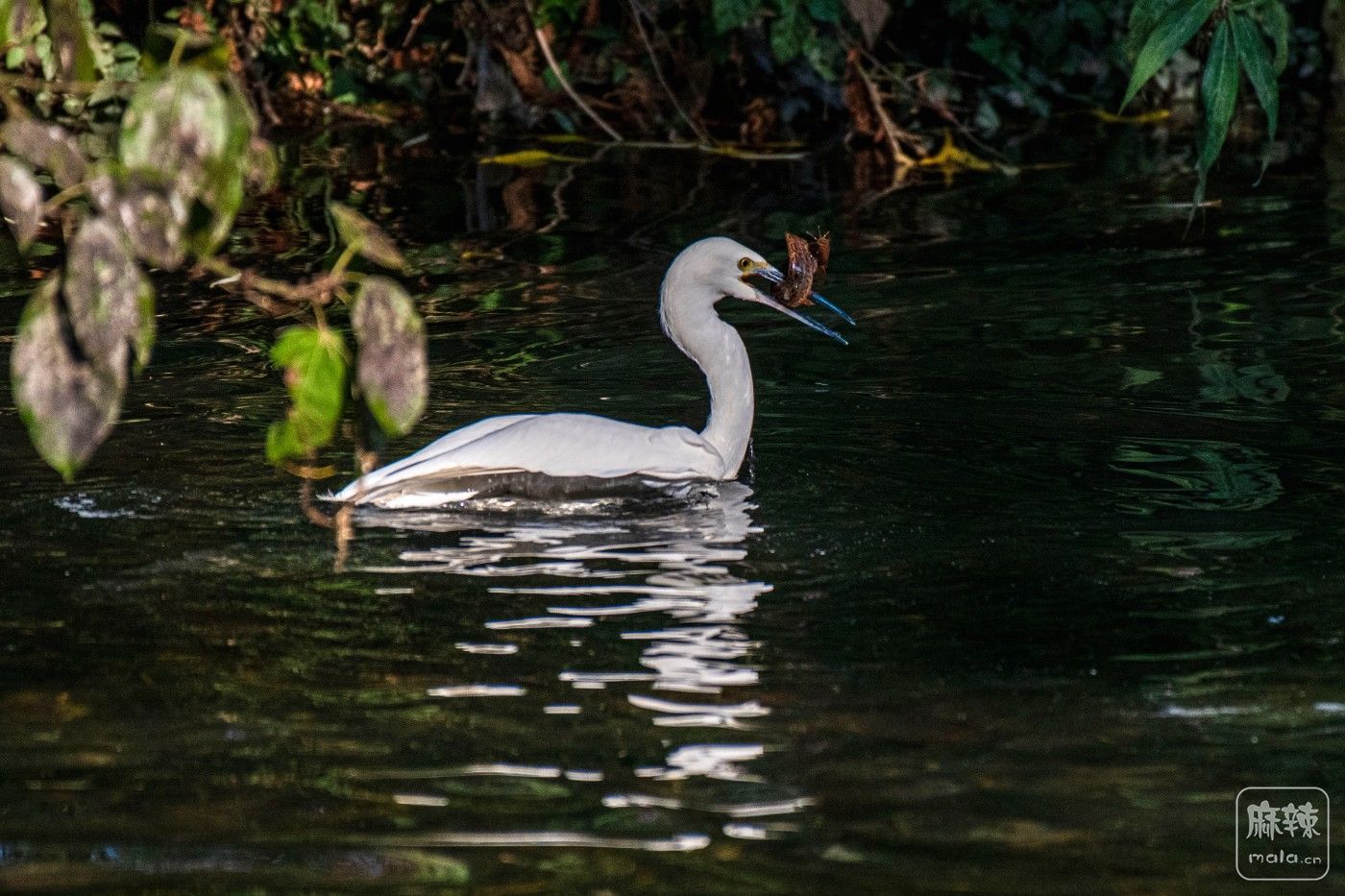 DSC_7690 ����.jpg