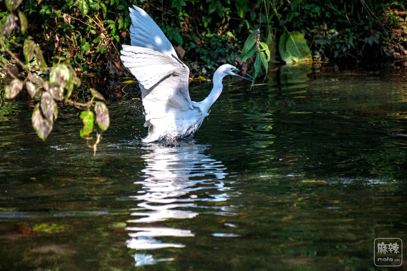 DSC_7693 ����.jpg