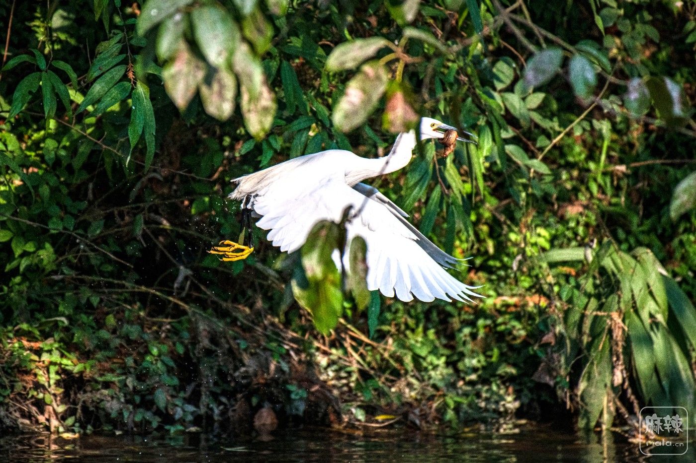 DSC_7694 ����.jpg