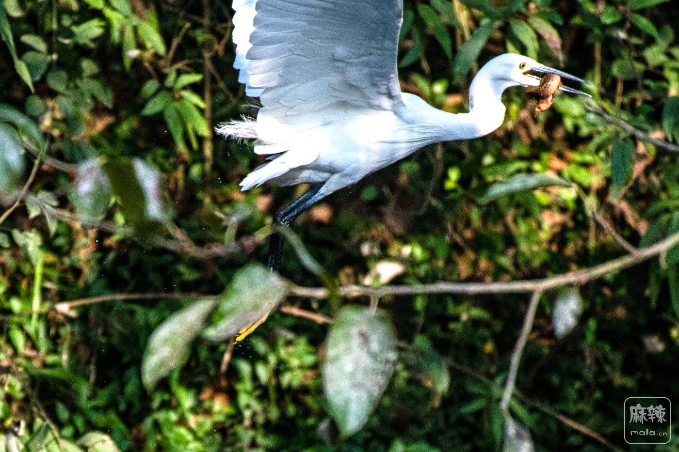 DSC_7696 ����.jpg