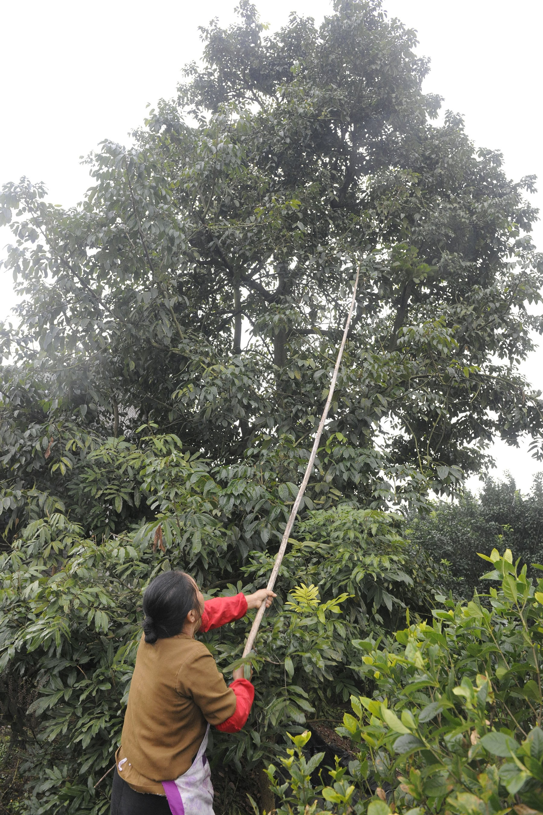 �Ͻ�����̶��֦רҵ������ɹ����ֳ��������