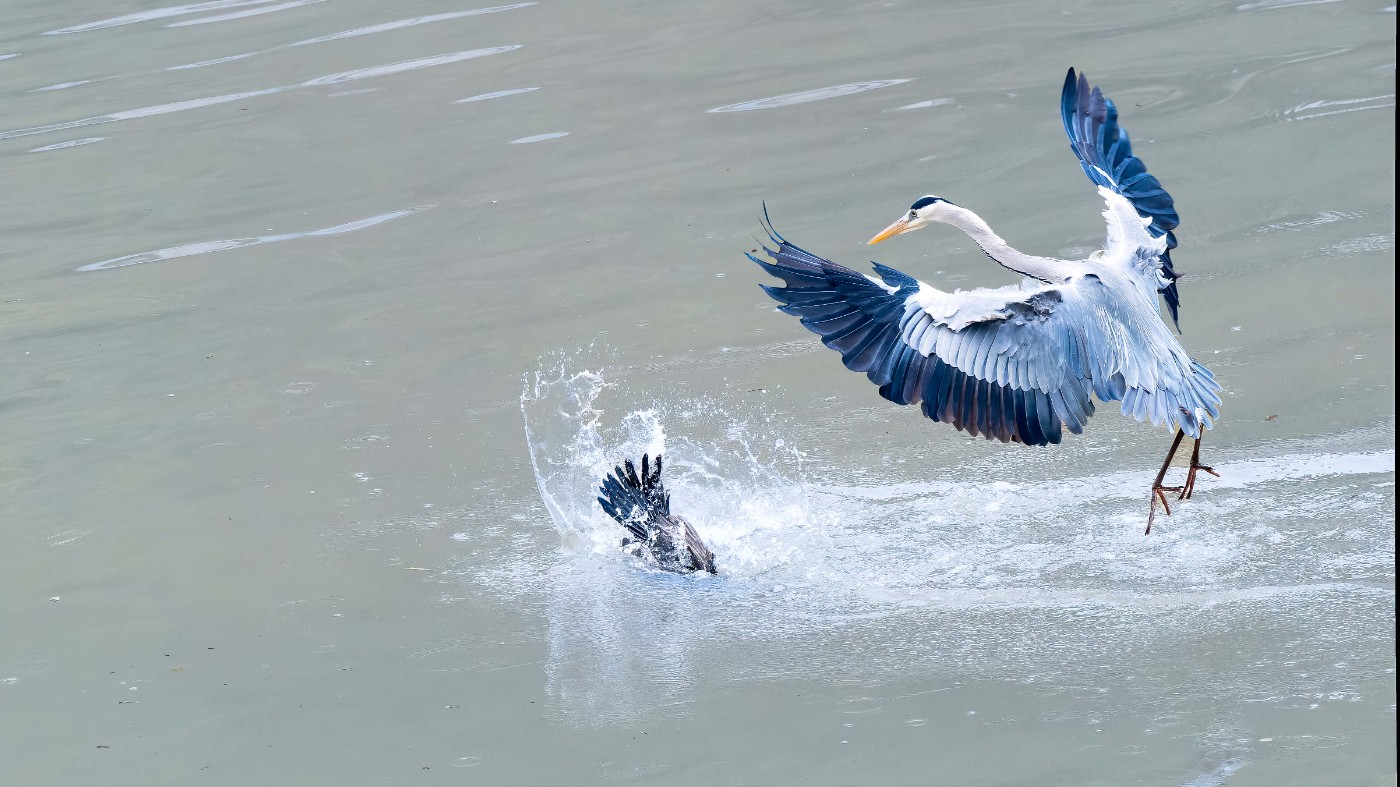 _C160227-ORF_DxO_DeepPRIMEXD ����.jpg