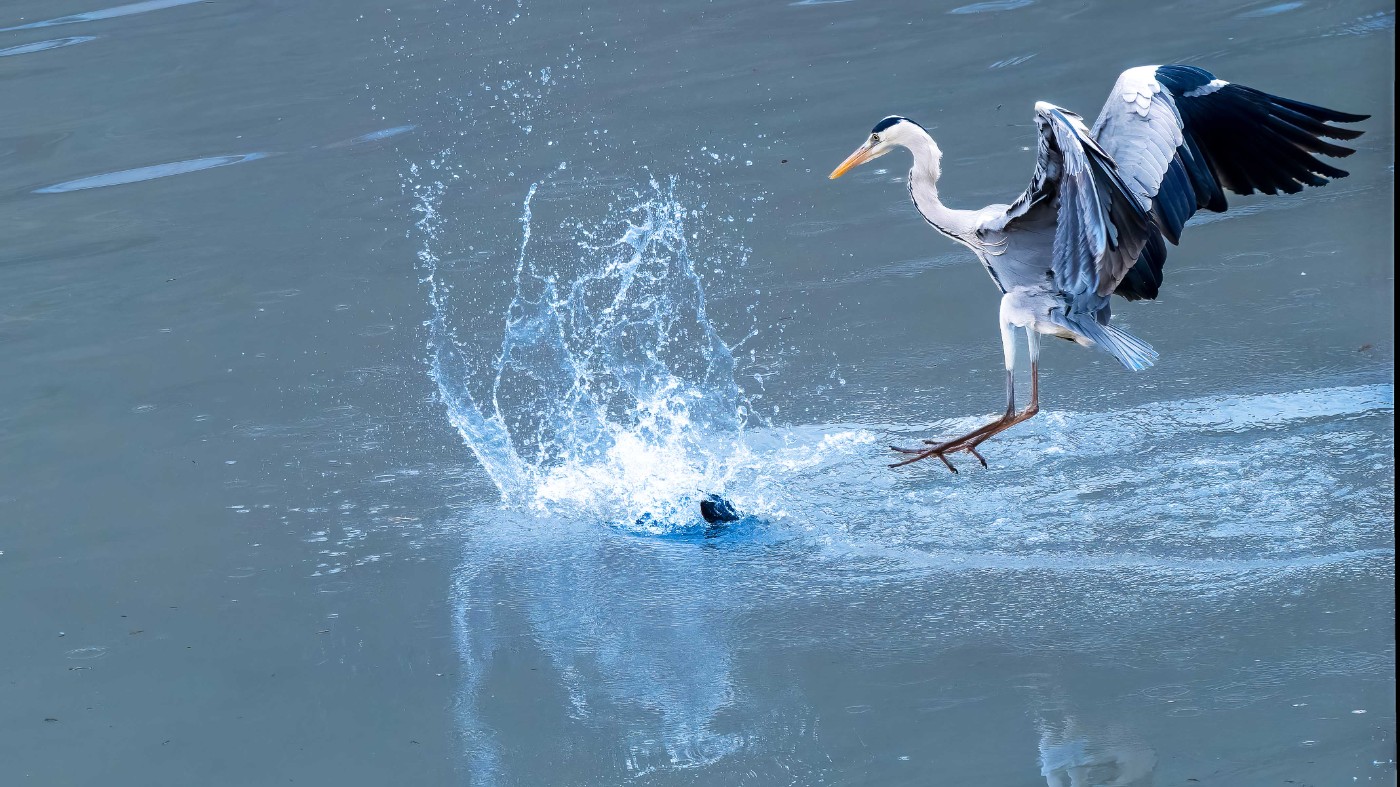 _C160229-ORF_DxO_DeepPRIMEXD ����.jpg