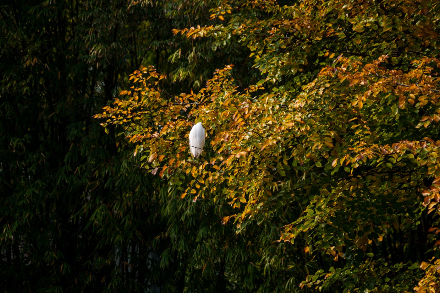 DSC08478 ����.jpg