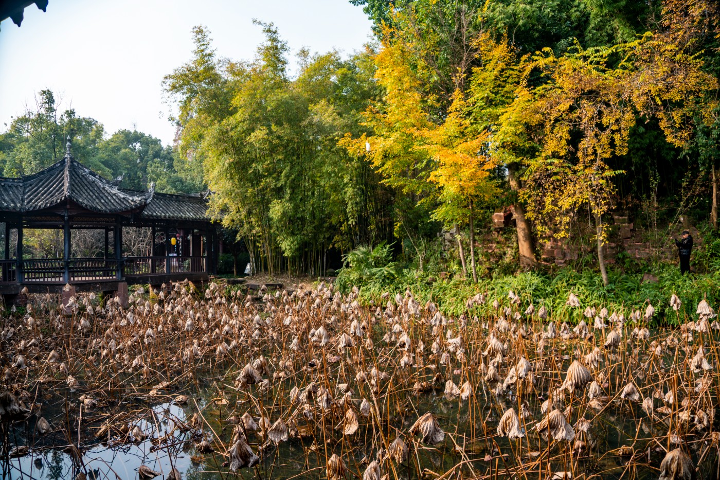 DSC08476 ����.jpg