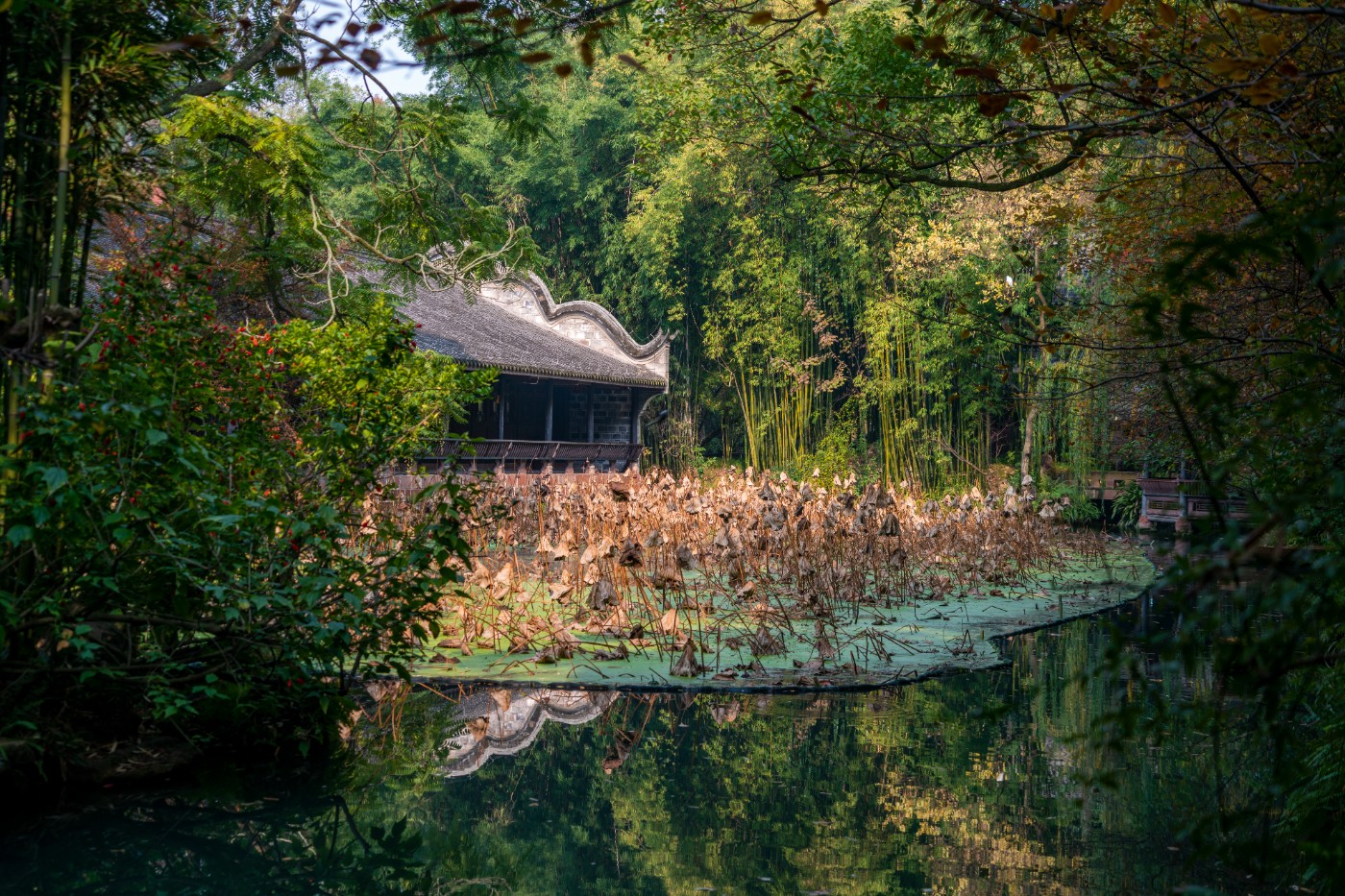 DSC08516 ����.jpg