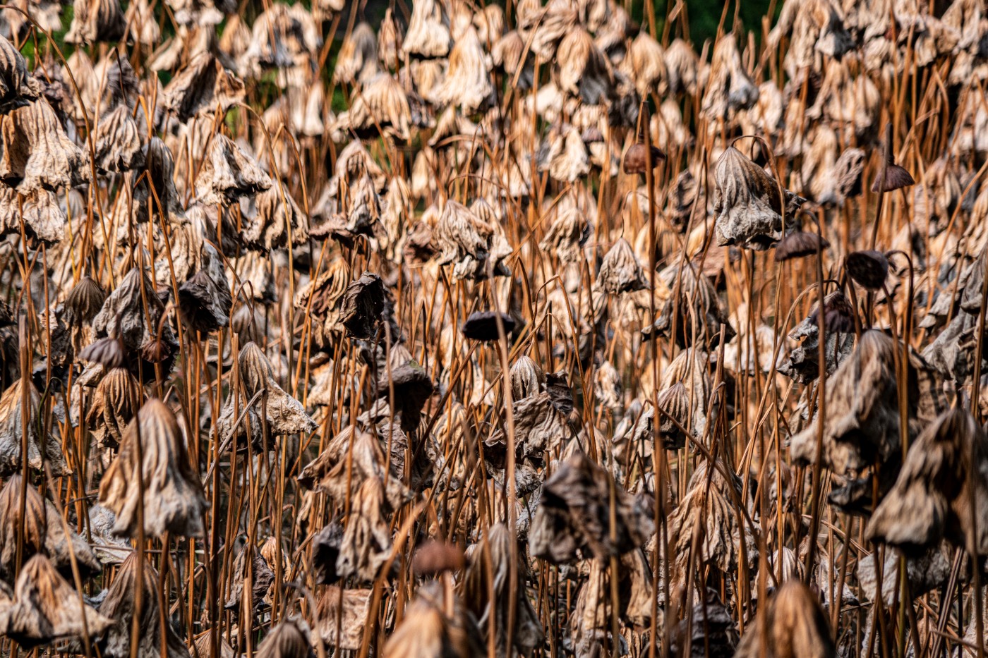 DSC08535 ����.jpg