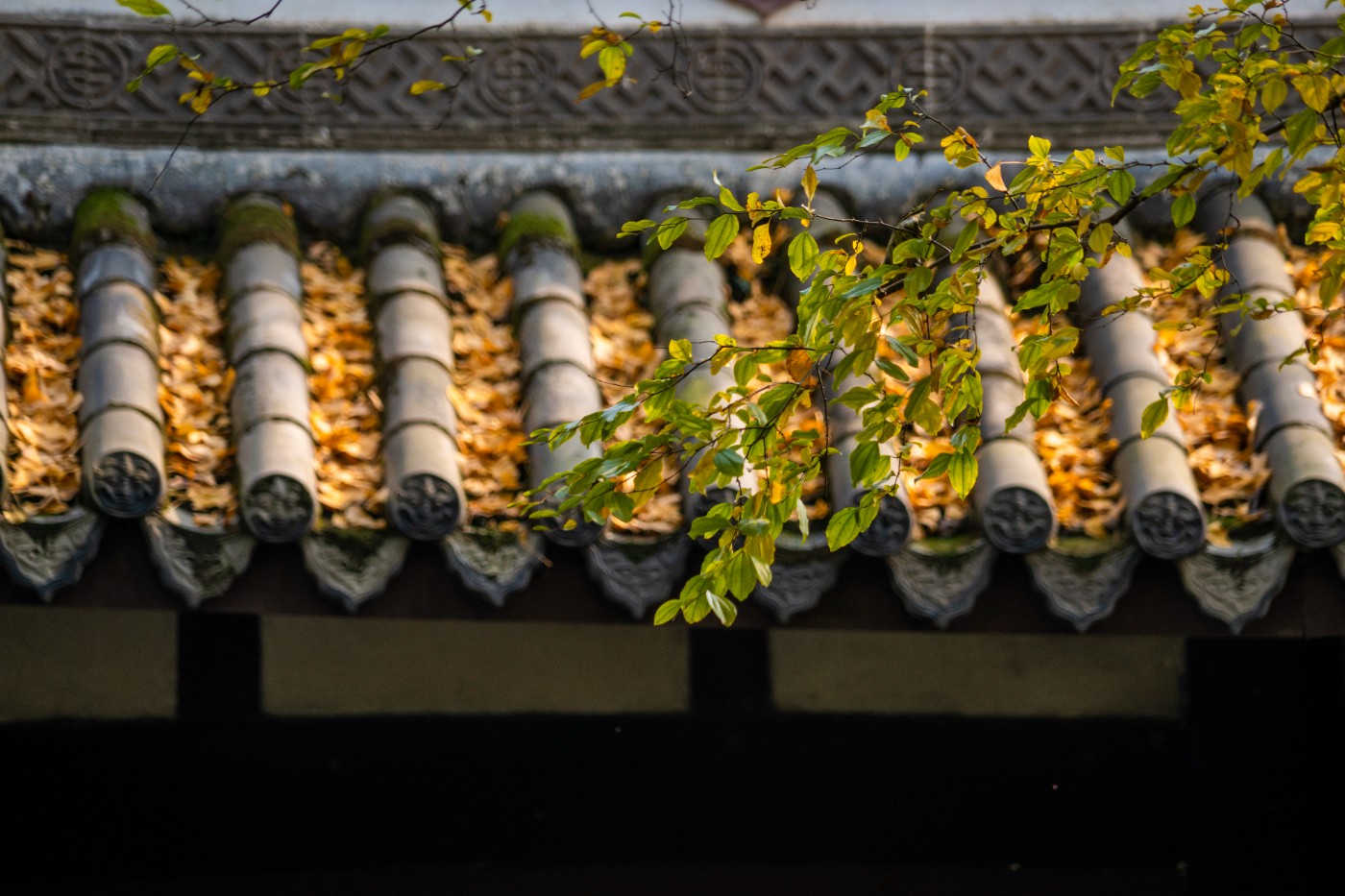 DSC08557 ����.jpg