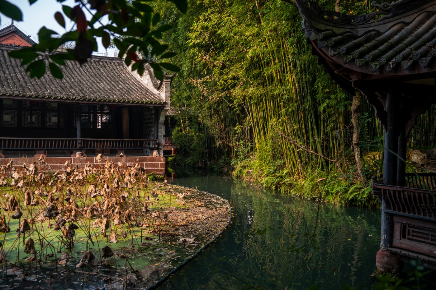 DSC08515 ����.jpg