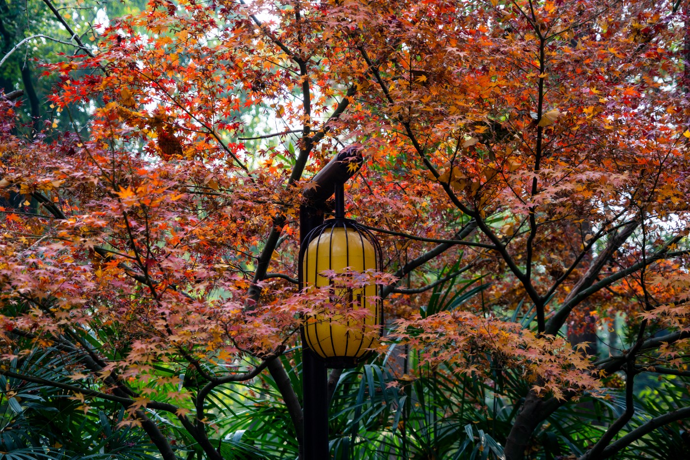 DSC08542 ����.jpg