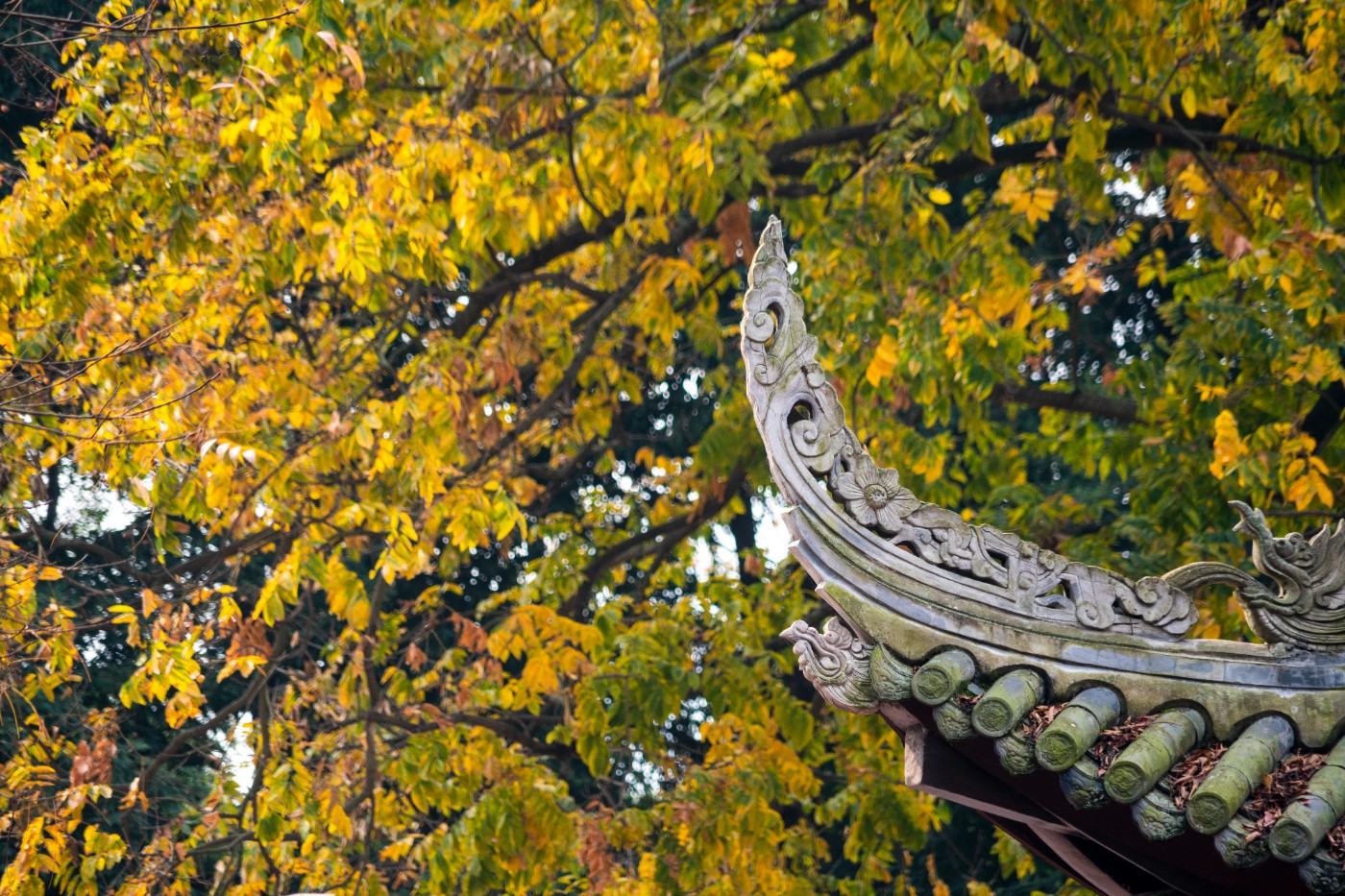 DSC08609 ����.jpg