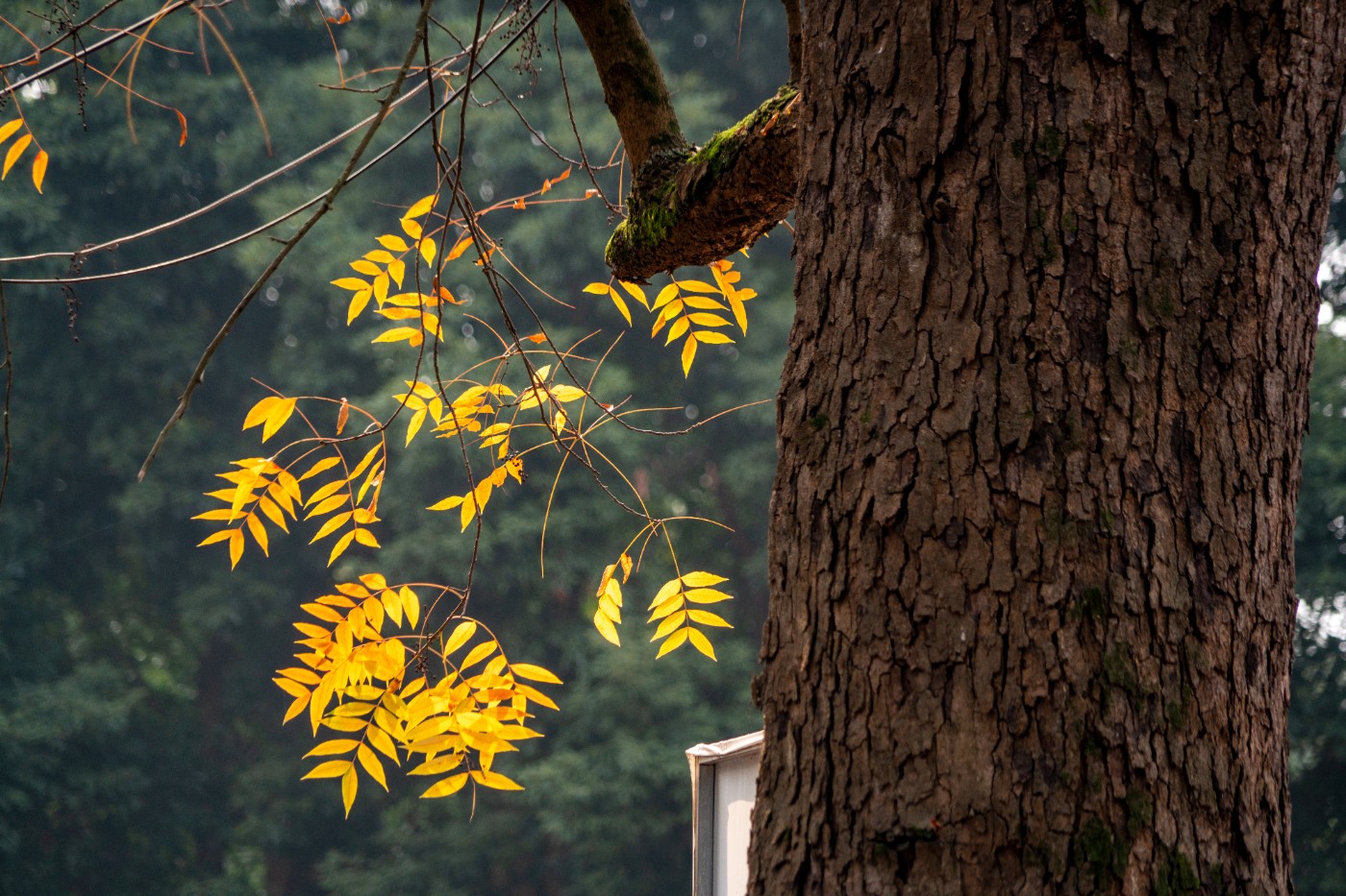 DSC08610 ����.jpg