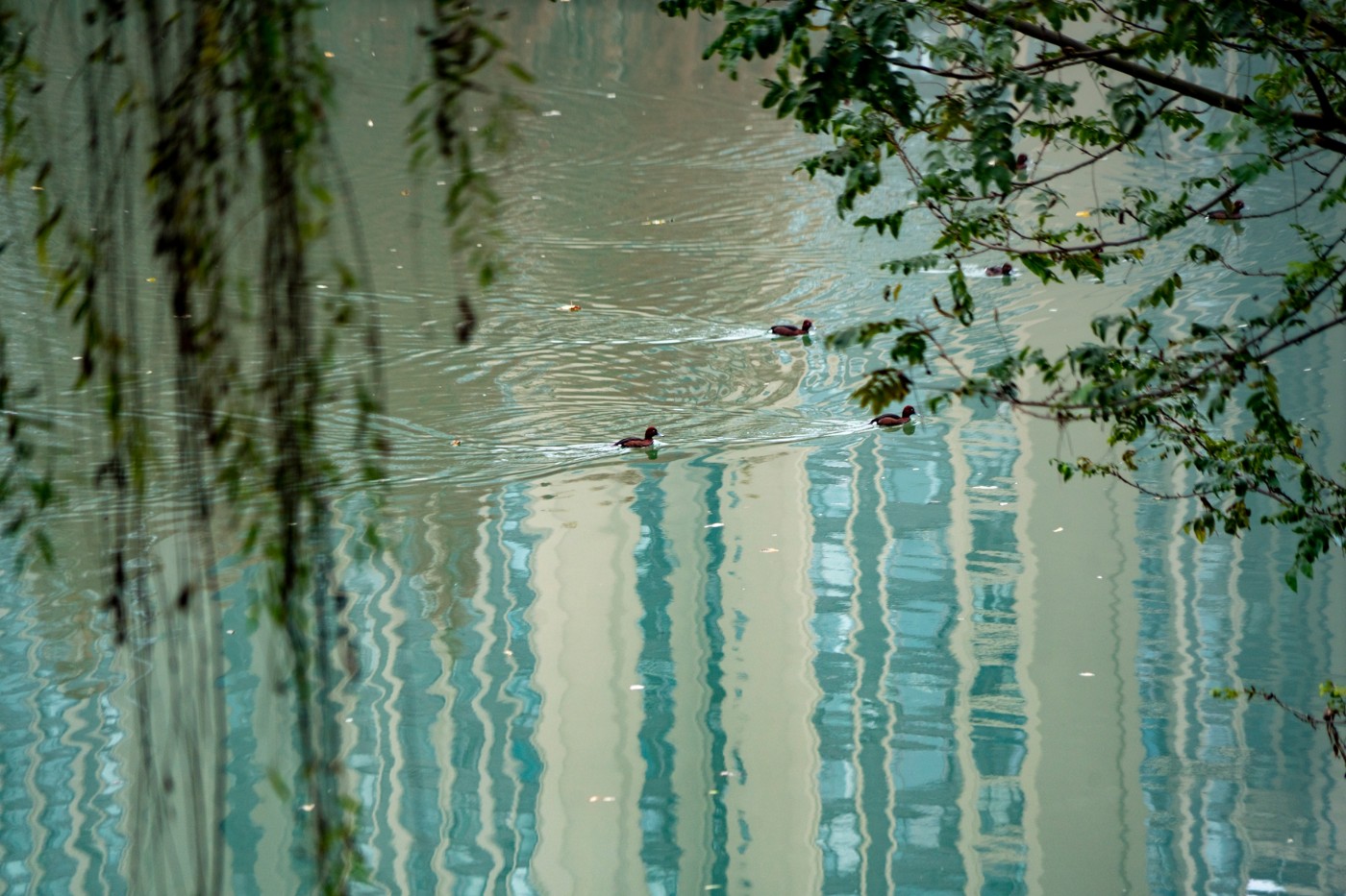 DSC08690 ����.jpg