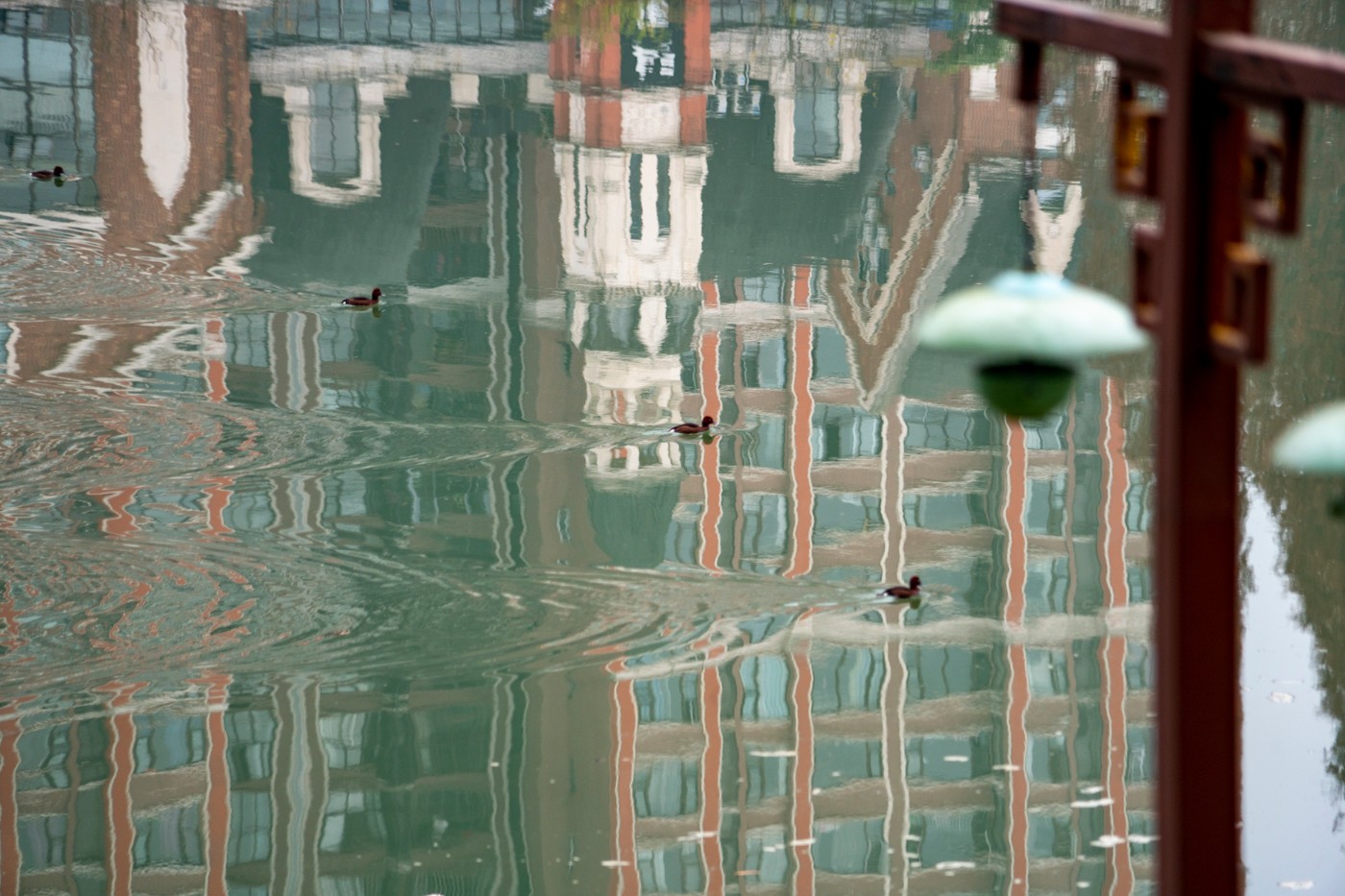 DSC08685 ����.jpg