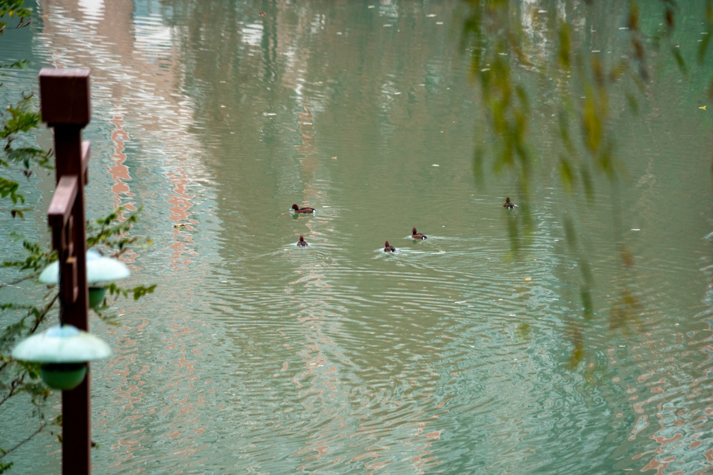 DSC08691 ����.jpg