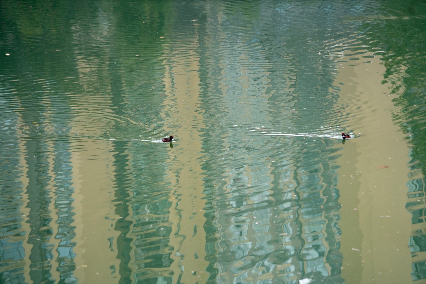 DSC08672 ����.jpg