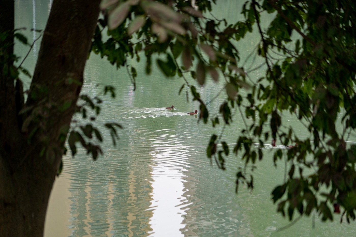 DSC08671 ����.jpg