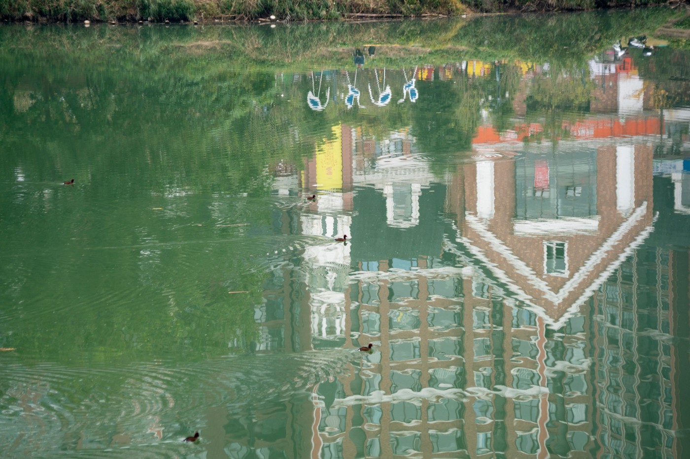 DSC08676 ����.jpg