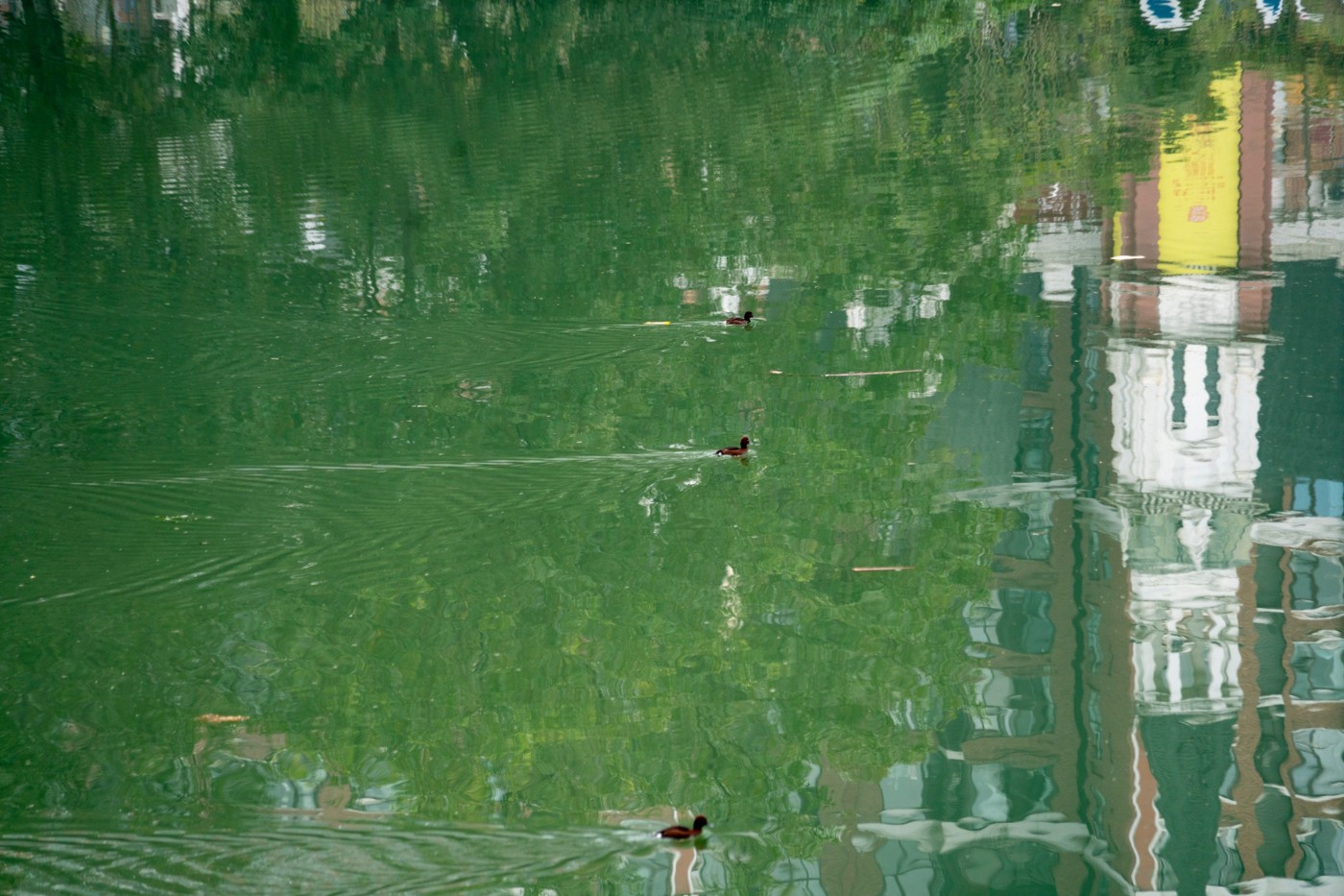 DSC08675 ����.jpg