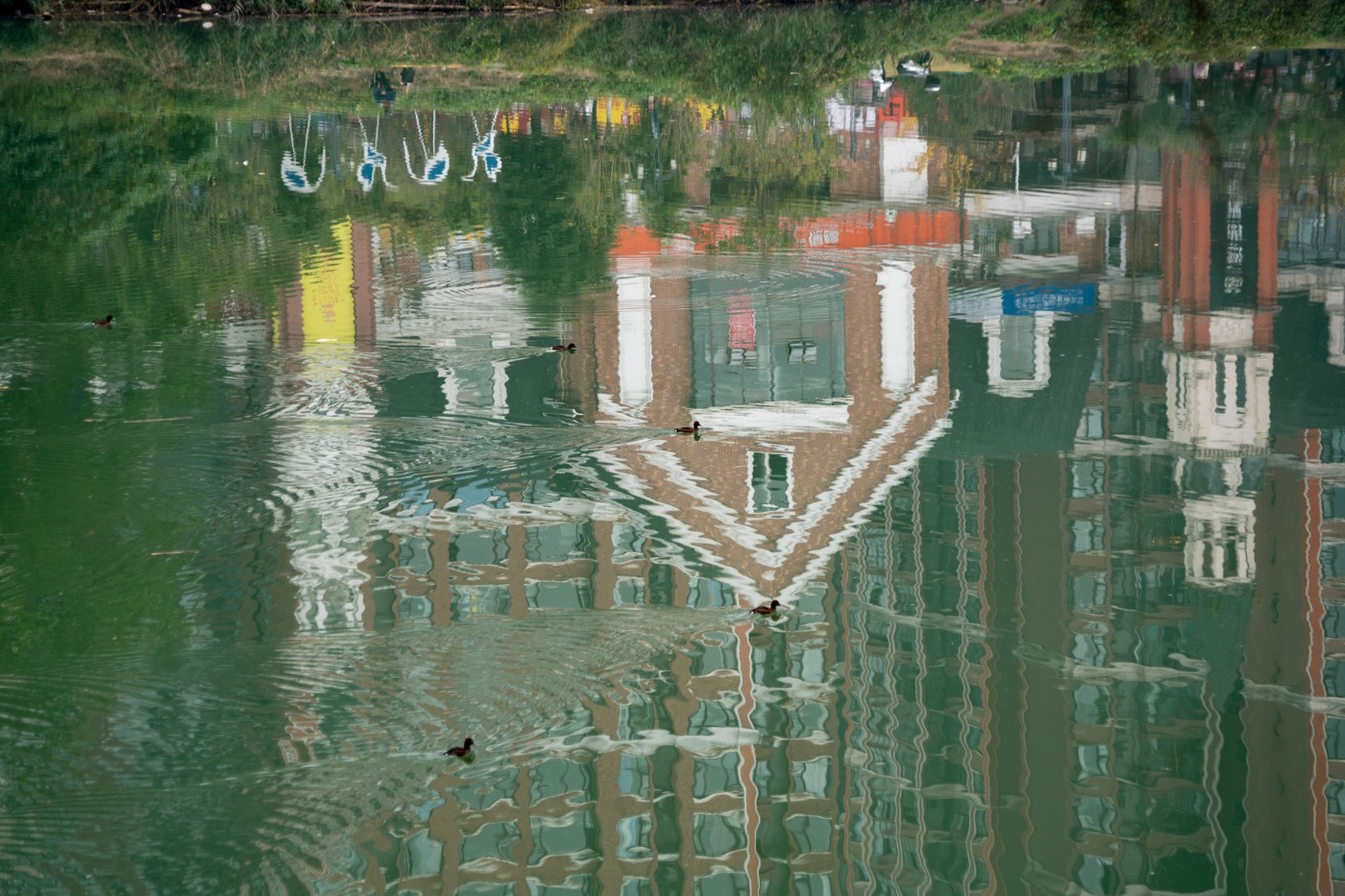 DSC08679 ����.jpg