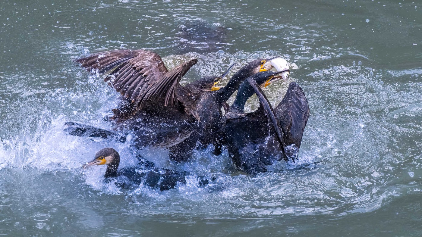 _C270045-ORF_DxO_DeepPRIMEXD ����.jpg