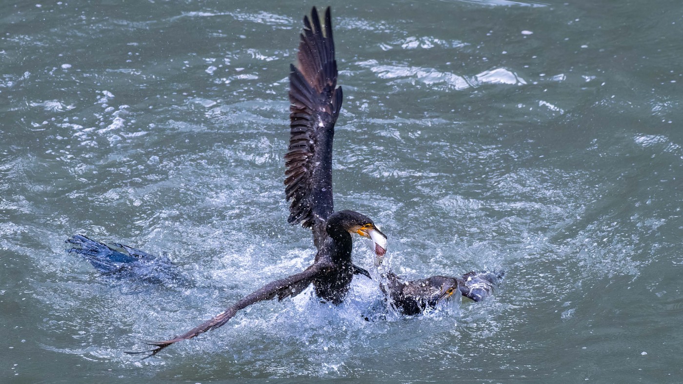 _C270066-ORF_DxO_DeepPRIMEXD ����.jpg