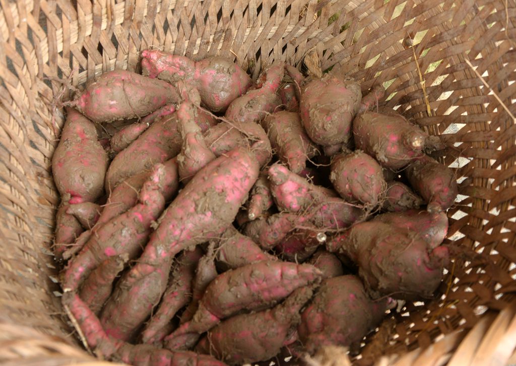 ��ɫʳ�� - ����.jpg