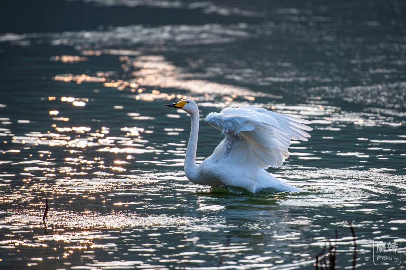 DSC_0630 ����.jpg